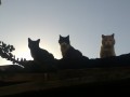 - 3 felices felinos-