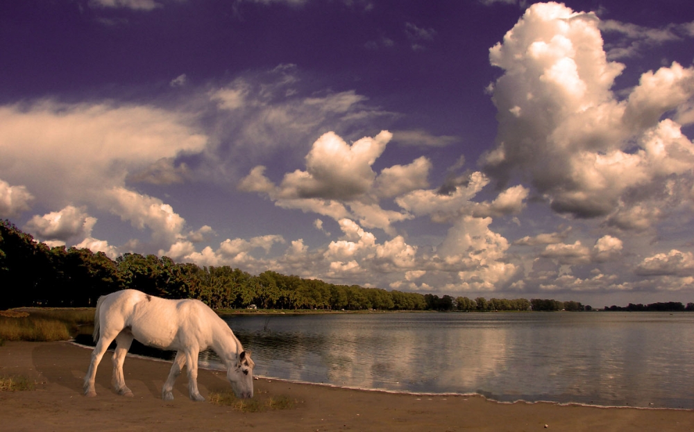 "Fantasia del caballo blanco" de Edith Polverini