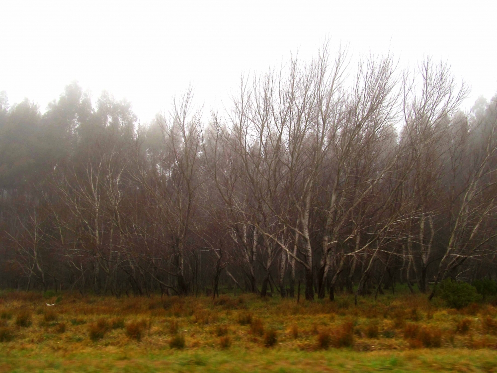 "Trees in the fog" de Carmen Nievas