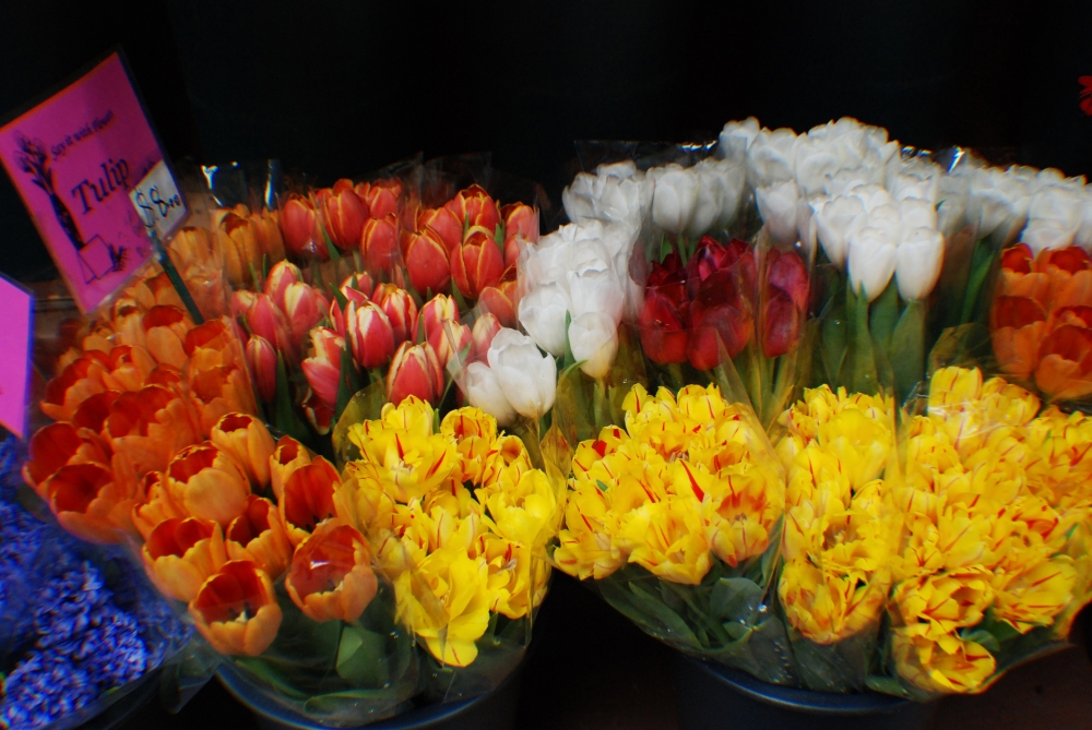 "Tulipanes!!" de Monica Casso