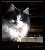 El gato en el piano
