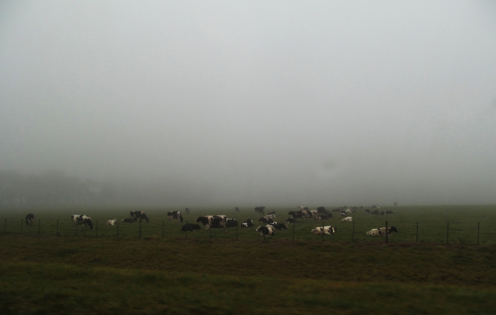 "cows in the mist" de Carmen Nievas