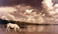 fantasia del caballo blanco: al borde de la laguna