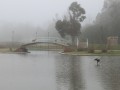 Niebla en el parque.
