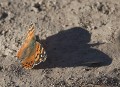mariposa y su sombra
