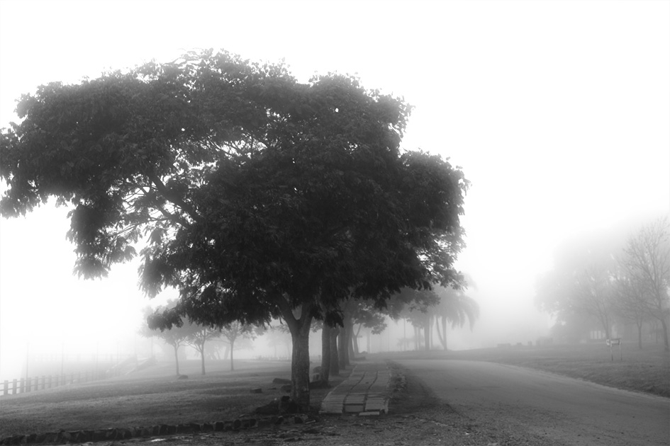 "En medio de la neblina" de Adriana Borovinsky