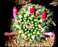 Algo de Cactus