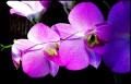 Orquideas lilas