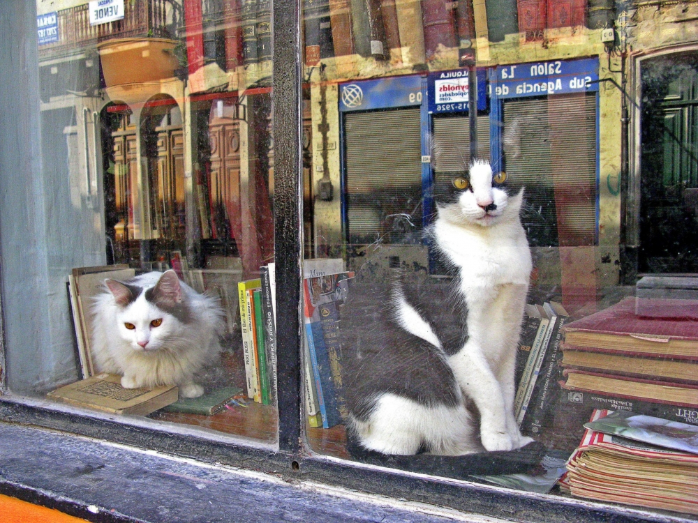"Los libros y los gatos" de Jorge Zanguitu Fernandez