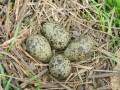 Nido y huevos de tero comun (vanellus chilensis)