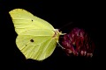 Mariposa Limonera