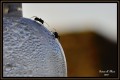 Hormigas en Casa