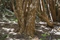 el bosque de arrayanes
