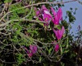 mi planta de magnolia prpura