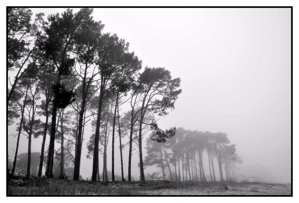 "Niebla en el pinar" de Julio Strauch