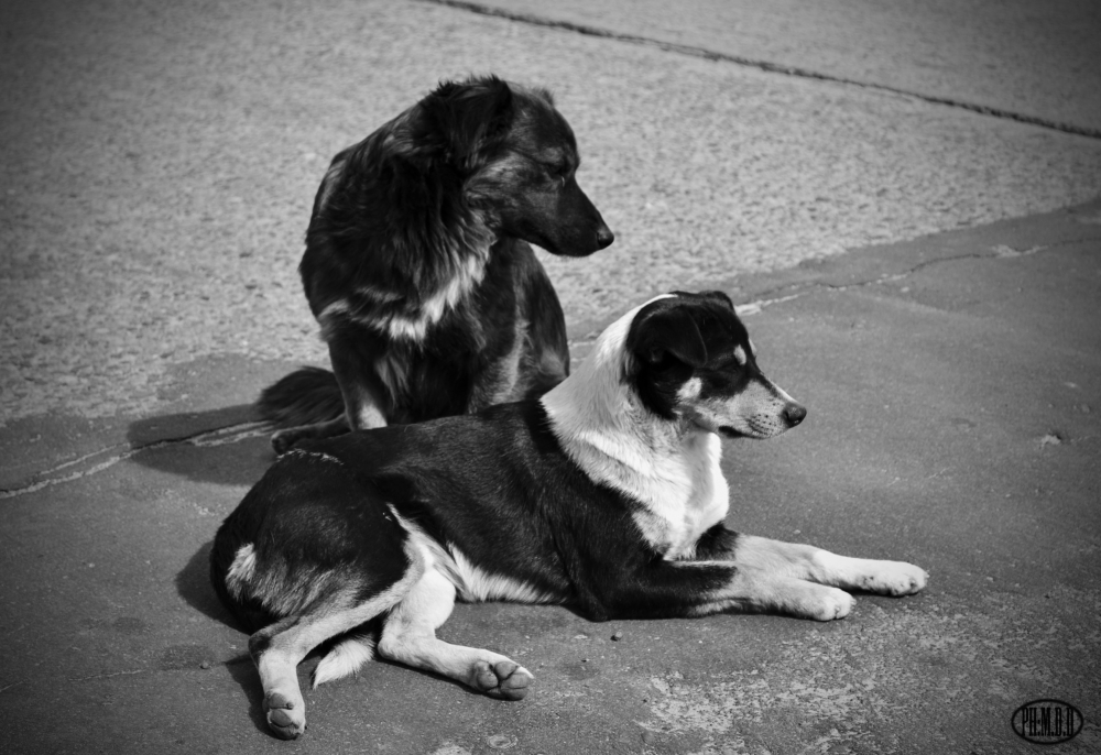 "`canes de la calle`" de Mauricio Dotta