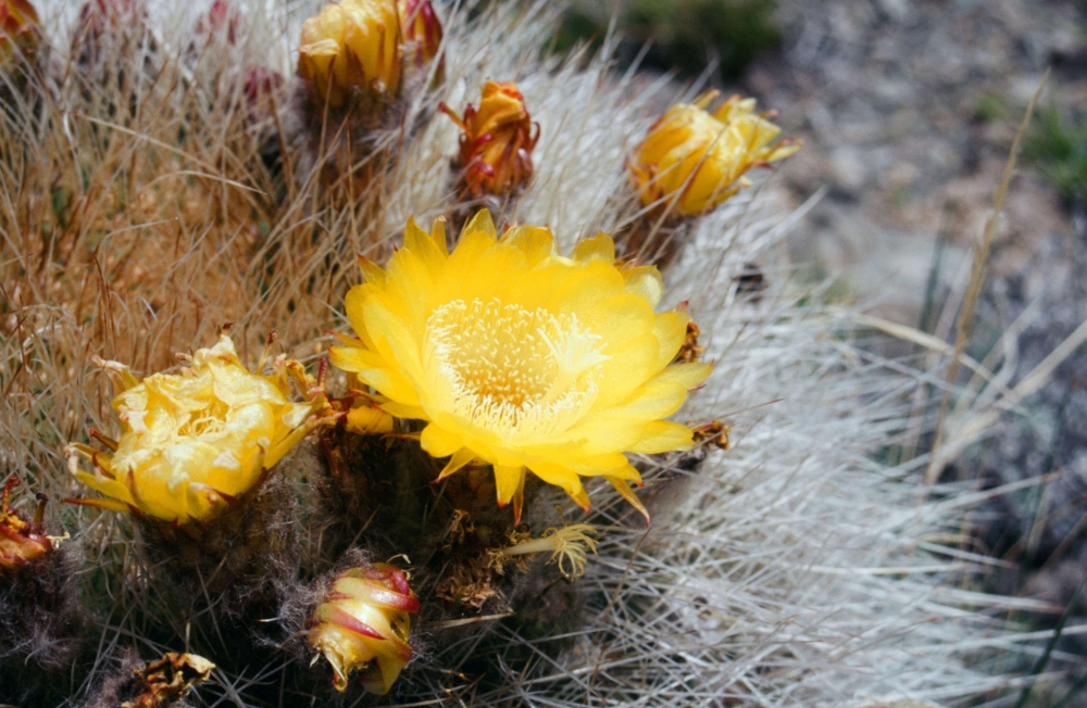 "Flor de cactus" de Mercedes Pasini
