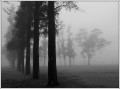 Niebla en el bosque_2