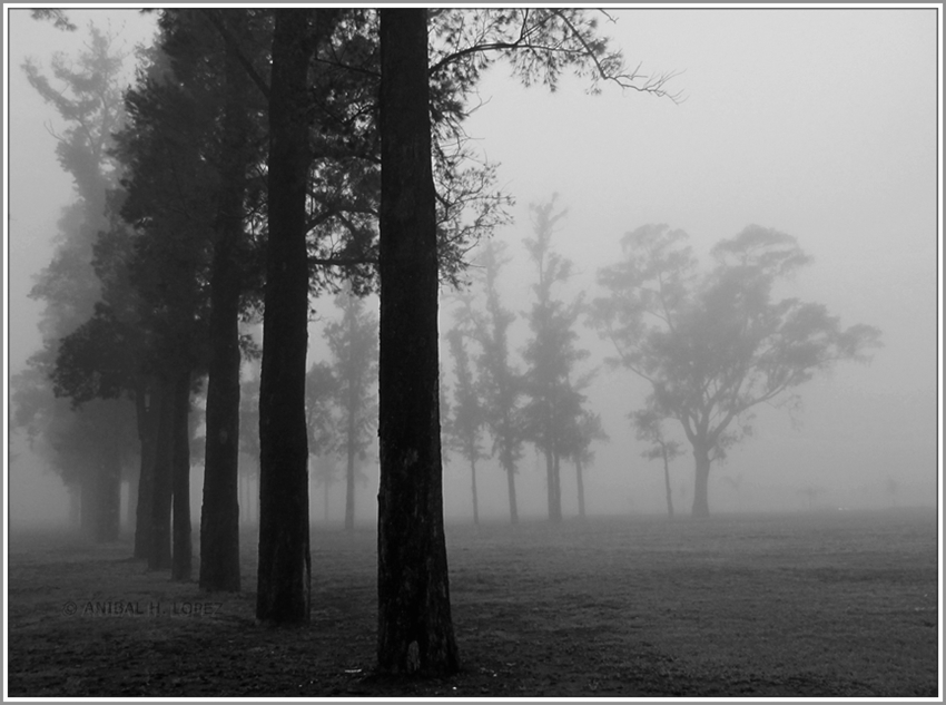 "Niebla en el bosque_2" de Anbal H. Lpez