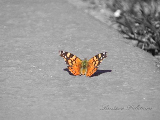 "Mariposa primaveral" de Lautaro Peleteiro