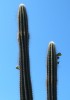 brotes en el cactus