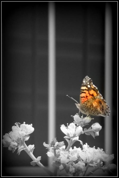 "una mariposa...y una flor..." de Maria Del Carmen Aguilera