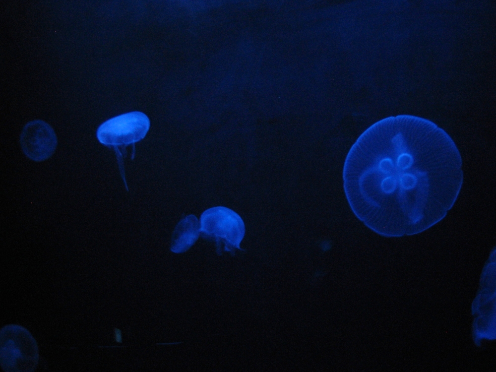 "el vals de las medusas" de Alicia Tiziano