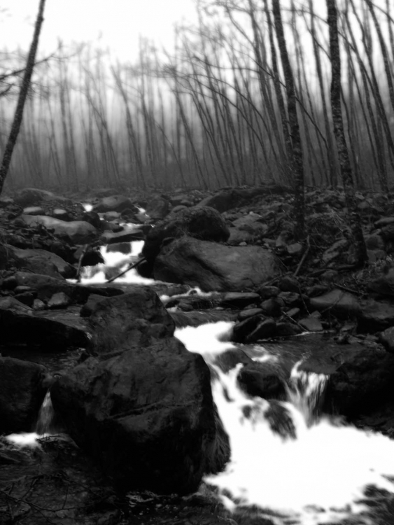 "Bosque fantasma" de Juan P. Nemec