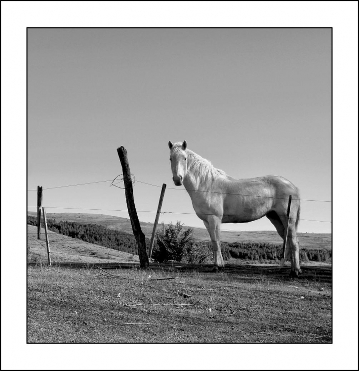 "WHITE HORSE" de Paola Segade