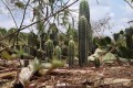 Cactus Interruptus