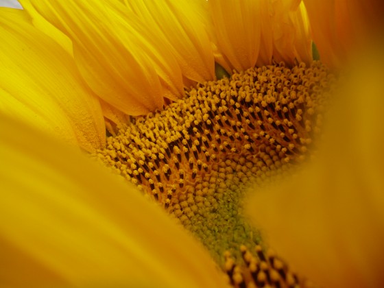 "amarillo como el sol" de Claudia Boldrini