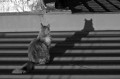 Mi gato, sobre el tejado de zinc caliente...