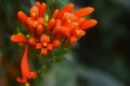 Flor naranja (bignonia)