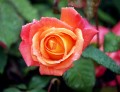 La rosa de mi jardin