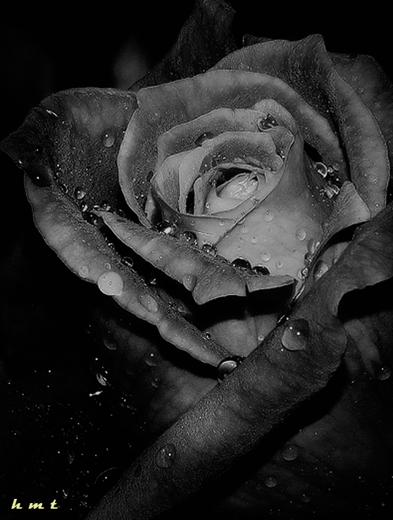 "Rosa" de Hctor Martn Tabuyo