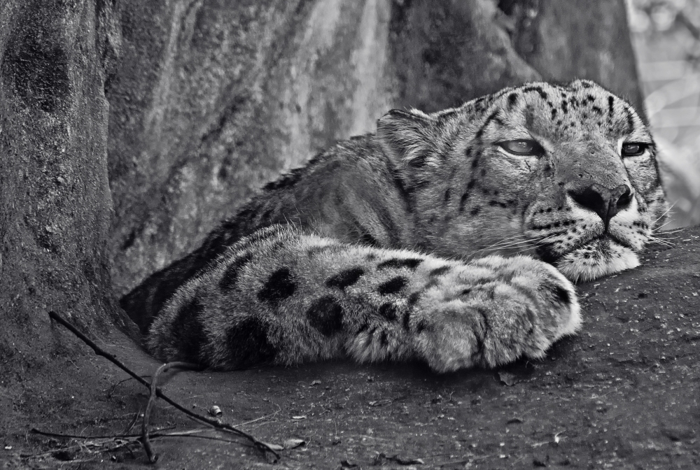 "Leopardo de las nieves" de Solis Alba Iris