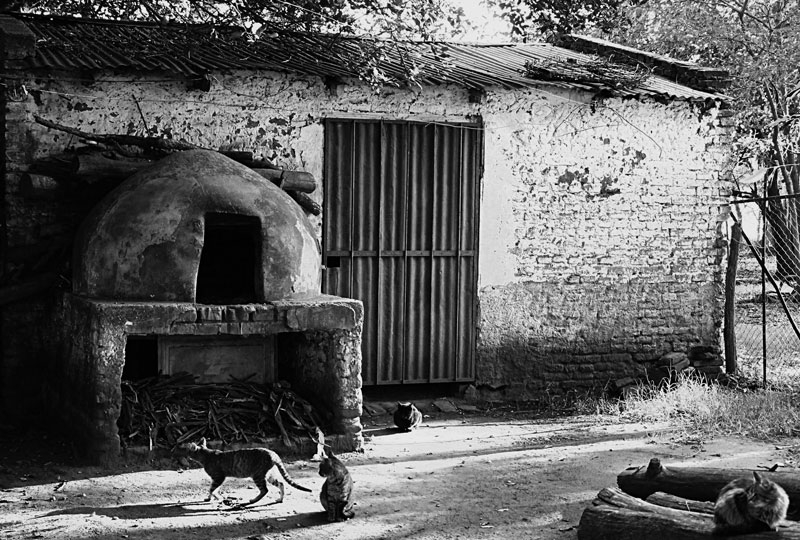 "El horno y los gatos." de Felipe Martnez Prez