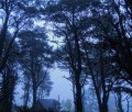 tarde de niebla en el bosque
