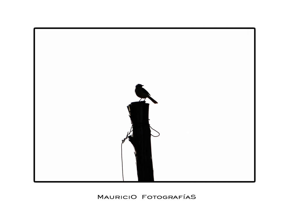 "La Calandria" de Mauricio Cardozo
