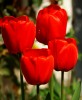 cuatro tulipanes