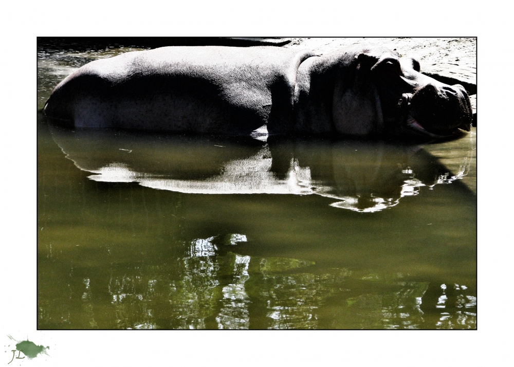"Hippopotamus!!" de Laura Jakulis