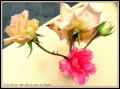 Rosas para mi Madre