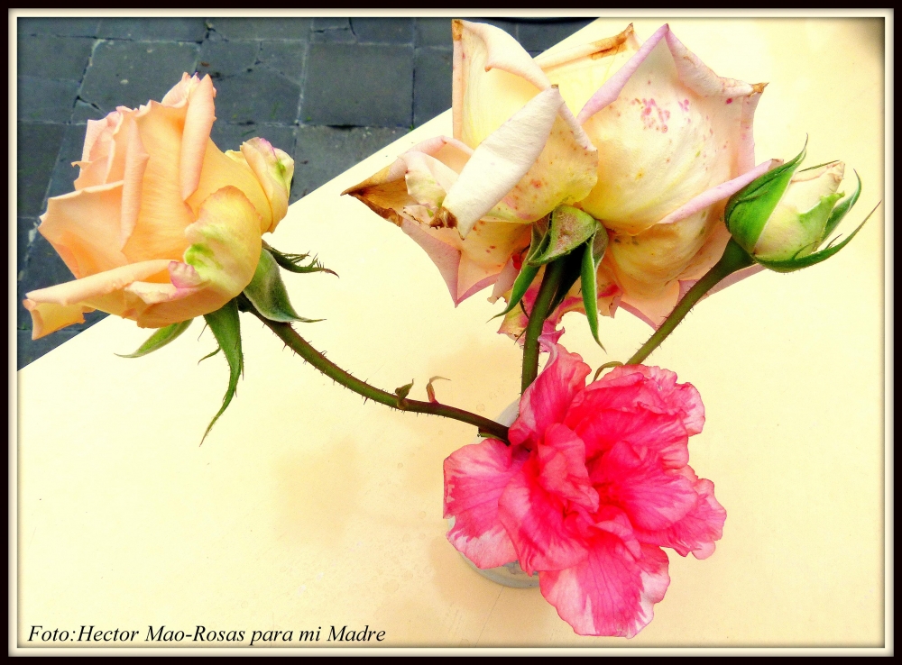 "Rosas para mi Madre" de Hector Mao