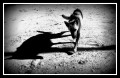 La sombra y su perro