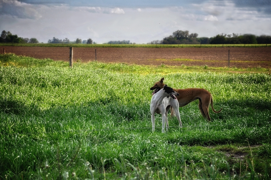 "Perros en el campo" de Marcela Franichevich