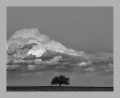 Un árbol y una nube