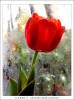 Tulipan V - Diaz de vivar gustavo