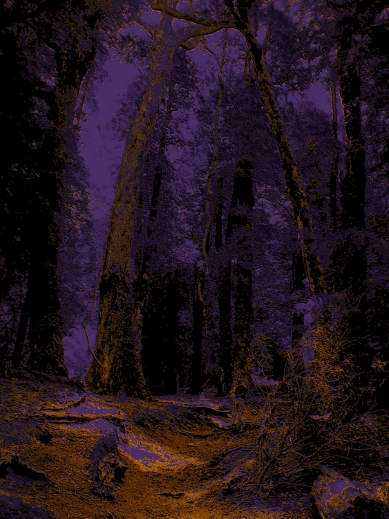 "En el bosque..." de Mercedes Pasini