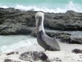 El pelicano mexicano
