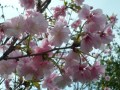 primavera en el jardin japones